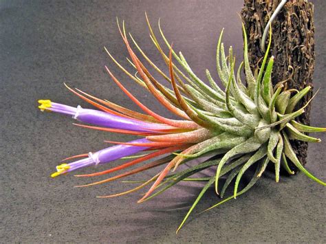 25 Best Air Plant Varieties