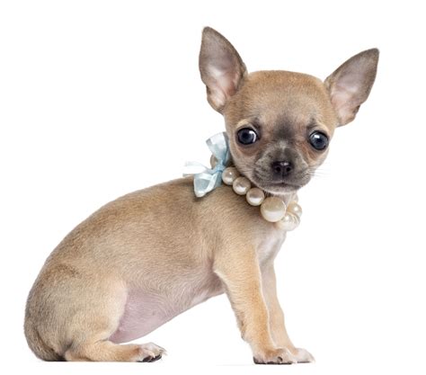 Small Dog Breeds Like Chihuahuas Loankas
