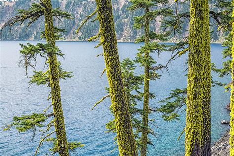 Magical Trees At Crater Lake Photograph By Joseph S Giacalone