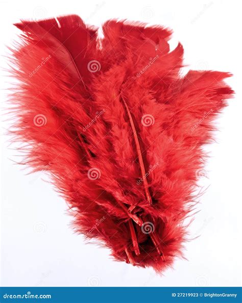 Red Feathers Stock Image Image Of Details Coloured 27219923