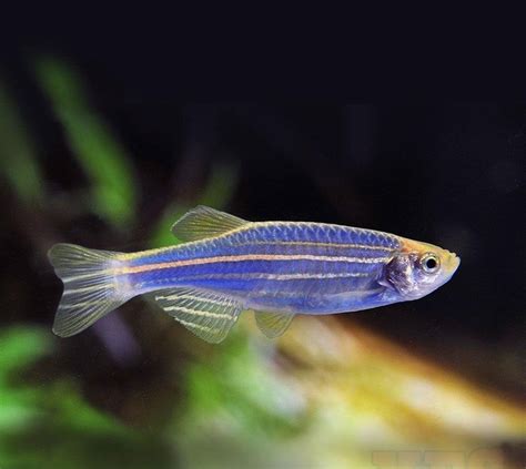 X10 Cosmic Blue Glofish Tetra Live Fresh Water Glow Glo Fish Only