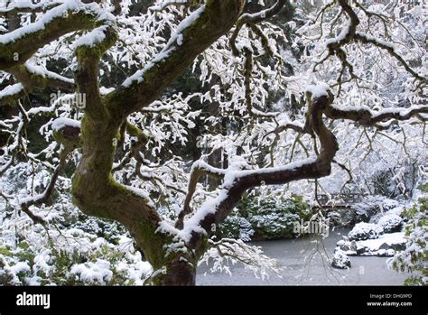 Japanese Garden In Portland Snow Hi Res Stock Photography And Images