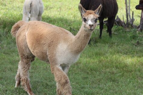 Here are some alpacas with a 10/10 smile. Animals & Conservation - Safari Lake Geneva