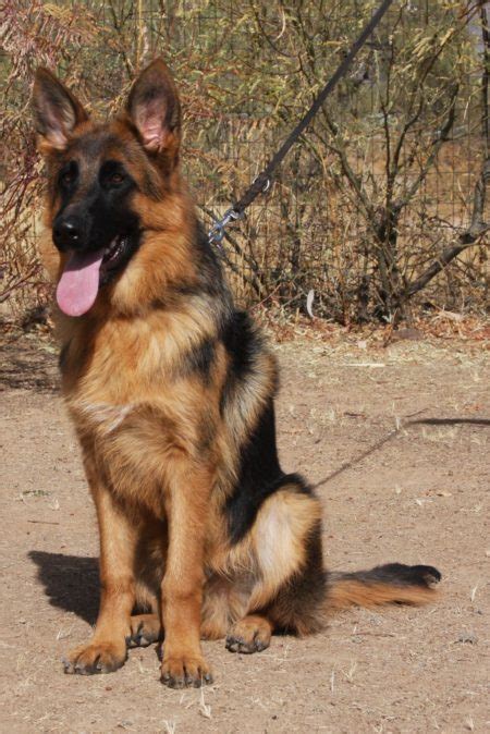 Trained German Shepherd Male From Top Breeder For Sale Zauberberg