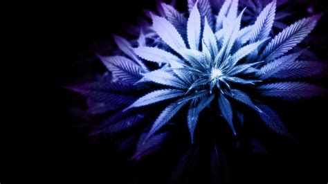 Sick Dope Weed Wallpapers Top Free Sick Dope Weed Backgrounds