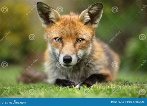 Red Fox Eye Contact Stock Photo Image Of Funny Face 80476752