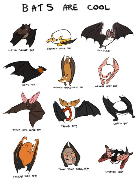 Bats Just Bats — Thesanityclause Bats Are Really Cool And I Love