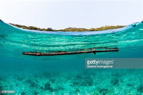 Driftwood Floating Photos And Premium High Res Pictures Getty Images