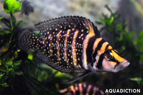 Calvus Cichlid Altolamprologus Calvus Fish Profile Care Guide