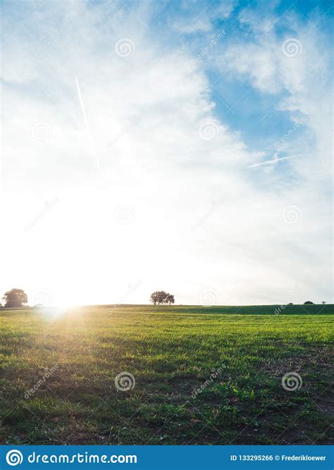Solitude Concept Single Tree Standing On A Meadow Stock Photo Image