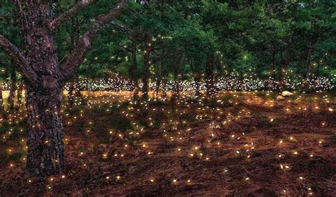 Travel India Fireflies Festival At Bhandardara