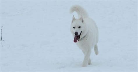 11 White Dog Breeds And White Dog Names Imp World
