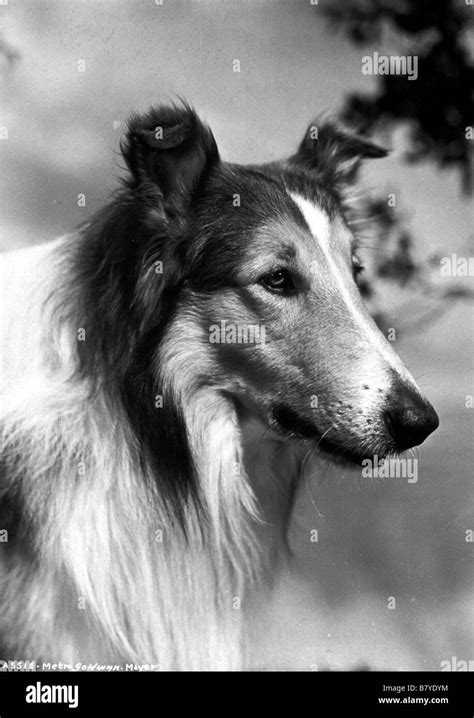 Lassie Lassie Lassie Year Chien Dog Stock Photo Alamy
