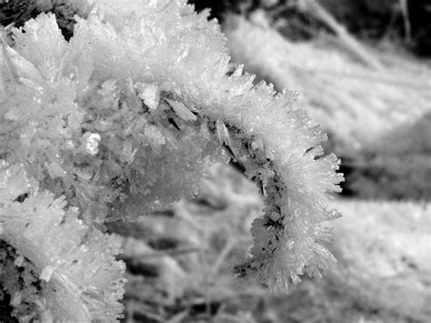Black And White Photo Of Ice Crystals Forming On A Branch In Northern