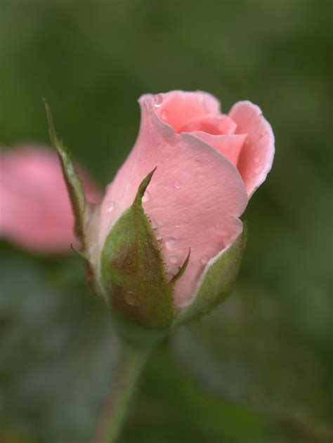 From My Wedding Bouquetwith Love And Memories Rose Buds Rose Bud