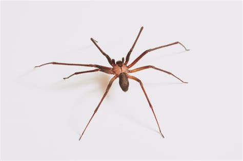 18 Facts About Brown Recluse Spider Factinformer