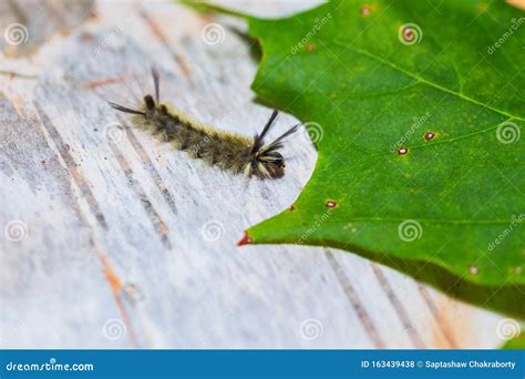Closeup With Tussock Moth Larvae Caterpillar Stock Photo