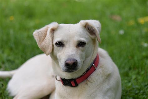 Free Images Puppy Cute Hybrid Vertebrate Labrador Retriever Dog