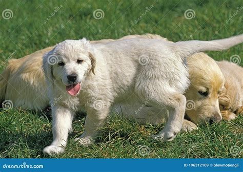 Golden Retriever Mother With Pup Stock Image Image Of Baby Outdoor