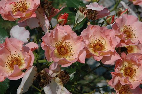 These top rosés are ideal food wines. Summer Wine Rose (Rosa 'Summer Wine') in Raleigh Chapel ...