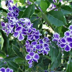 Mature specimens possess axillary thorns. Duranta erecta 'Sapphire Showers' at San Marcos Growers