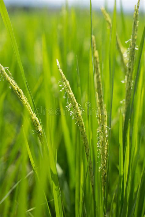 Green Rice Field Stock Photo Image Of Cottage Beautiful 49001226