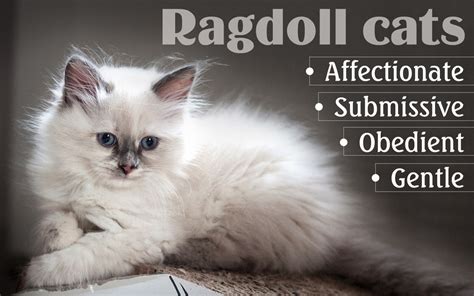 Delightfully Surprising Personality Traits Of Ragdoll Cats Cat Appy