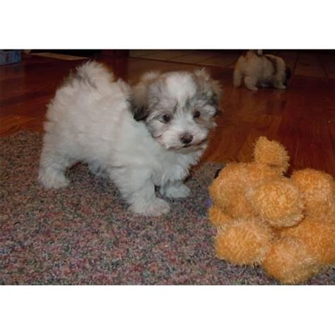 I have bought a total of 4 dogs through next day pets over the years. Havanese Puppies For Sale | Dallas, TX #141118 | Petzlover