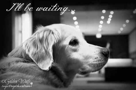 Waiting On Black N White Sunday Golden Woofs Dogs Golden Retriever