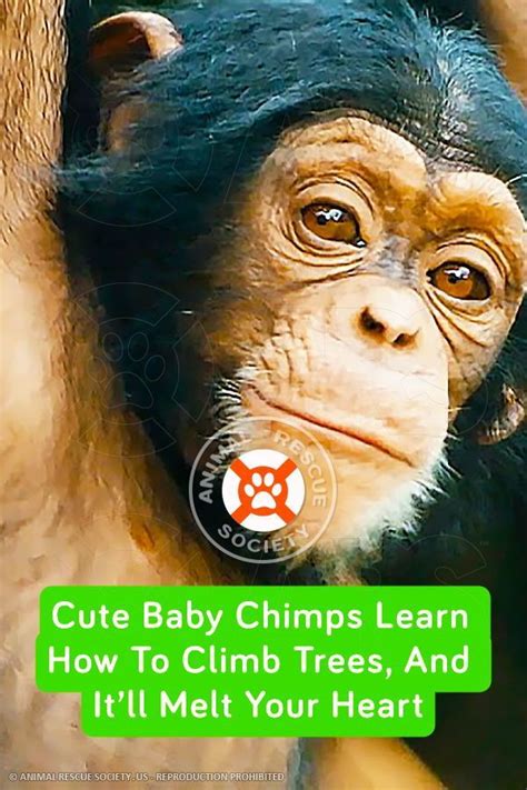 Cute Baby Chimps Learn How To Climb Trees And Itll Melt Your Heart