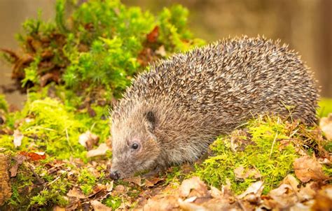 Hedgehog Wild Native European Hedgehog In Natural Woodland Habitat