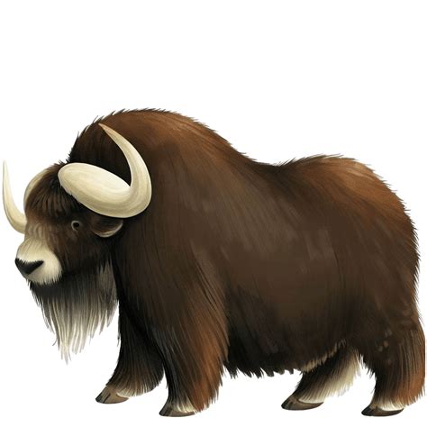 Musk Ox Icon Childrens Book Animal Iconpack Icon Archive