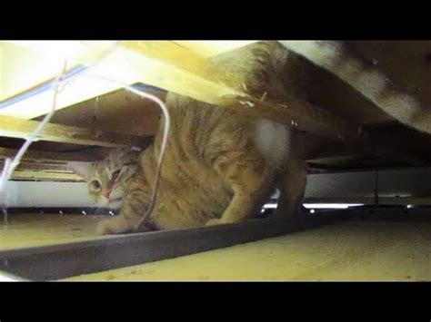 Basement cat lol on facebook. Scaredy Cat Hides in the Basement Ceiling - YouTube