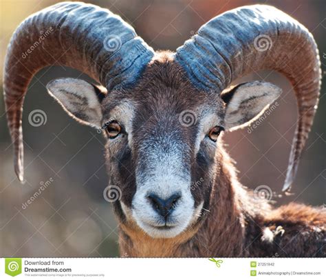 Mouflon Stock Photo Image Of Herd Mammal Goat Head 27251842