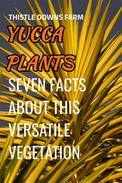 Yucca Plants Are Very Versatile With A Wide Ranging Set Of