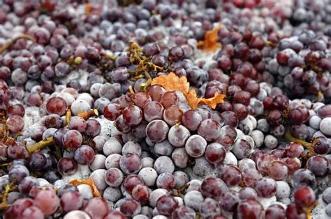 List Of Red And White Wine Grape Varieties From Around The World