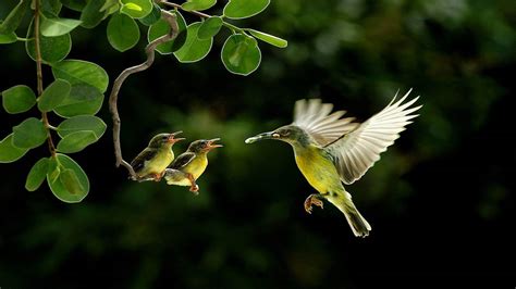 Beautiful Birds Wallpapers Wallpaper Cave