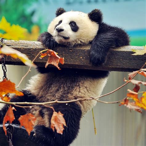 Panda Bear Branch Tree Ipad Wallpapers Free Download