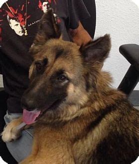 Check spelling or type a new query. German Shepherd Dog Mix Dog for adoption in Kouts, Indiana ...