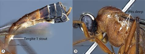 Revision Of The Endemic Afrotropical Genus Tetractenion Hymenoptera