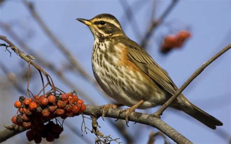 10 Winter Birds To Spot In Uk Towns Friends Of The Earth