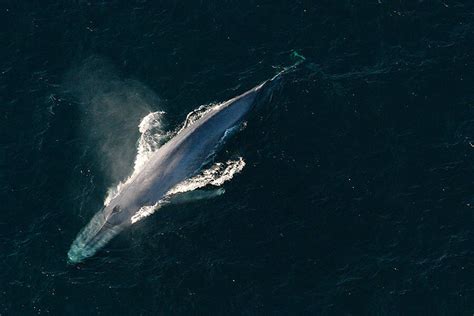 In this article we are going to discuss in detail the blue whale weight as well as its heart. How do blue whales get so big? By being picky eaters, say ...