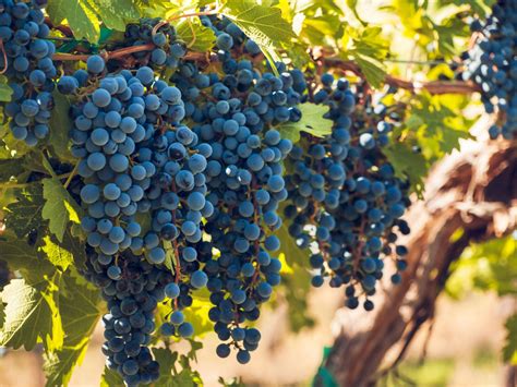 Maybe you would like to learn more about one of these? What are the Best Types Of Grapes For Red Wine? | Kazzit ...