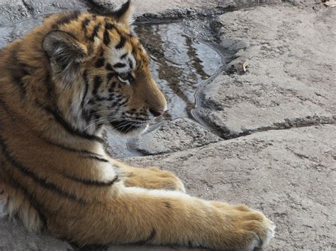 Amur Tiger Stock 7 Cub By Hotnstock On Deviantart