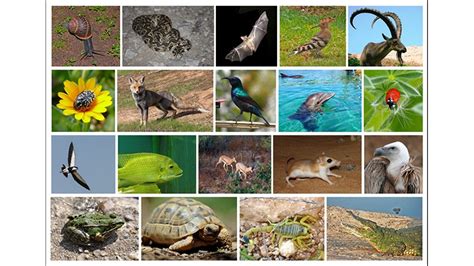 How Many Species Are Left To Be Discovered Community