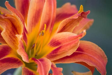 Fire Lily Photograph By Ester Mcguire Fine Art America