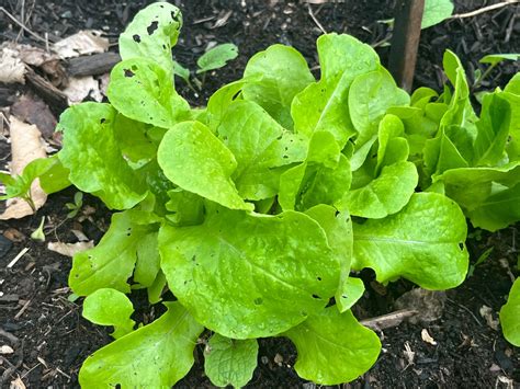 How To Grow Lettuce The Backyard Farming Connection