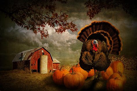 Thanksgiving Turkey Among Pumkins Photograph By Randall Nyhof Fine
