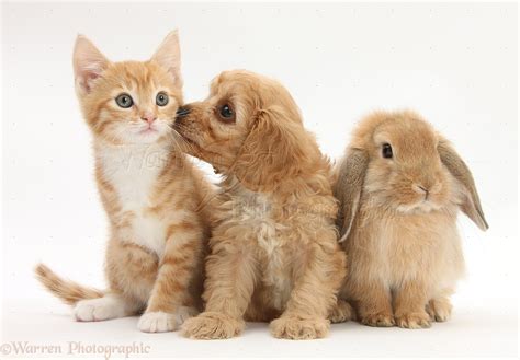 Pets Ginger Kitten With Cavapoo Pup And Lop Rabbit Photo Wp34174