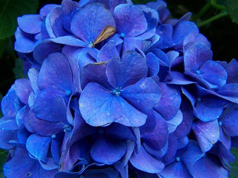 Beautiful Blue Flower By Mcintyre1976 On Deviantart